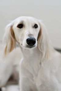 Close-up portrait of white dog