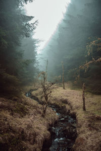 Scenic view of forest during foggy weather