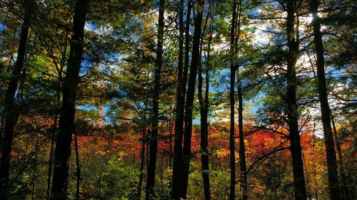 Trees in forest