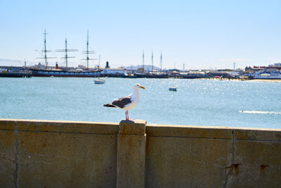 Seagull perching on retaining wall by sea against sky