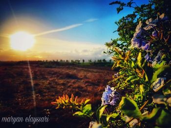 Close-up of purple flowering plants on field against bright sun