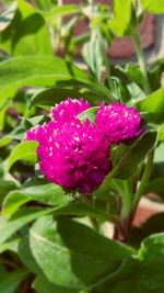 Close-up of pink flowers