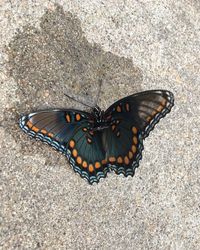 High angle view of butterfly