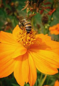 Close-up of bee pollinating on yellow flower