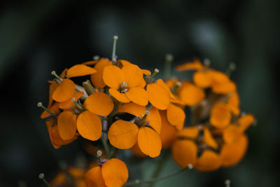 Close-up of orange flowering plant