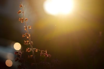 Close-up of plants against sky during sunset