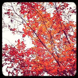 Low angle view of tree