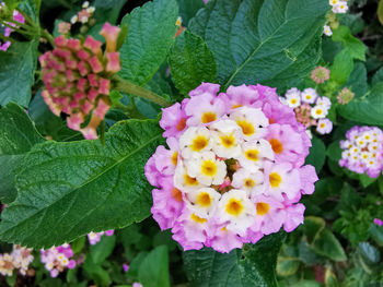 Close-up of flowering plants in park