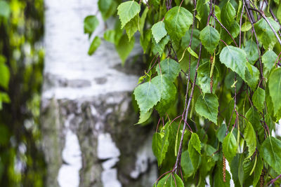 Close-up of green leaves