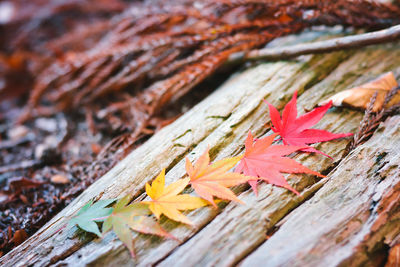 Close-up of maple leaves fallen on wood during autumn