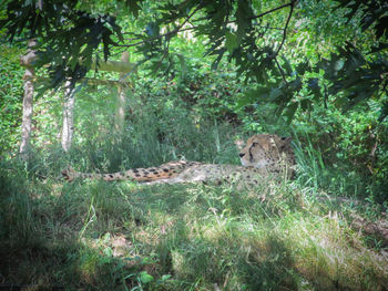 Cat relaxing in forest