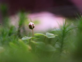 Close-up of red flowering plant