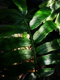 Full frame shot of fresh green leaves