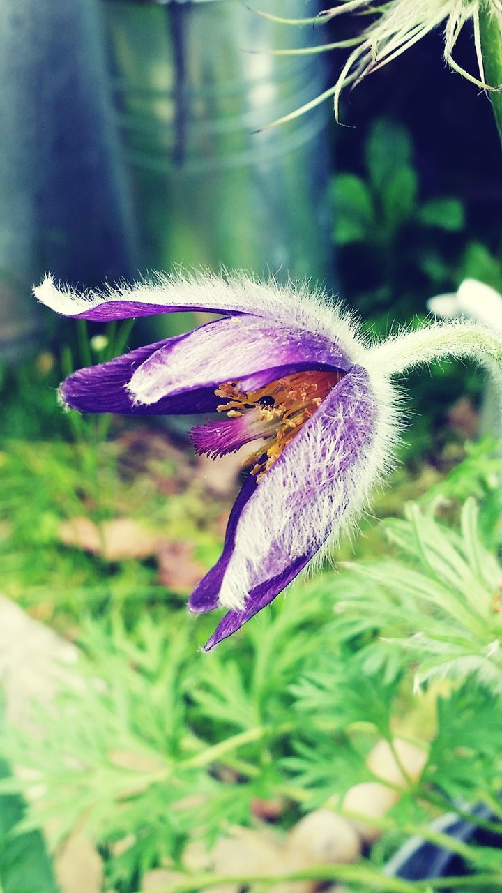 purple, flower, one animal, focus on foreground, close-up, animal themes, fragility, growth, beauty in nature, insect, plant, nature, animals in the wild, wildlife, blue, green color, freshness, selective focus, day, no people