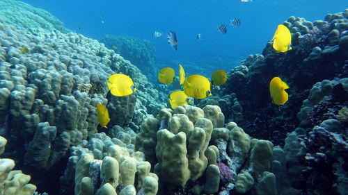 Colorful tropical fish on a coral reef, amazingly beautiful fairy world.