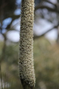 Close-up of plant