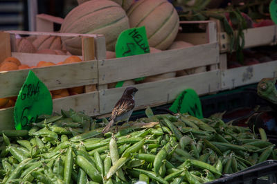 Close-up of a bird on vegetables for sale at market stall