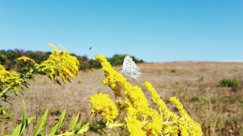 Yellow flowering plants on field against clear sky