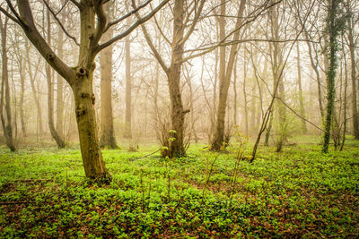 Trees in forest