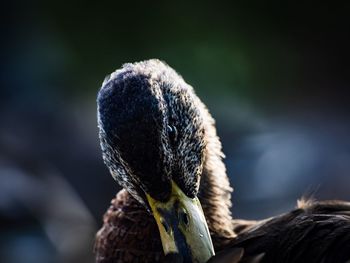 Close-up of a bird