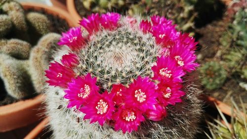 Close-up of pink flowers