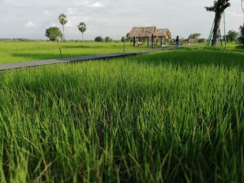 Scenic view of agricultural field against sky