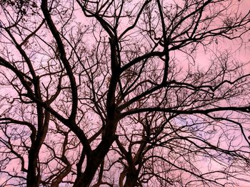 Low angle view of silhouette bare tree against sky