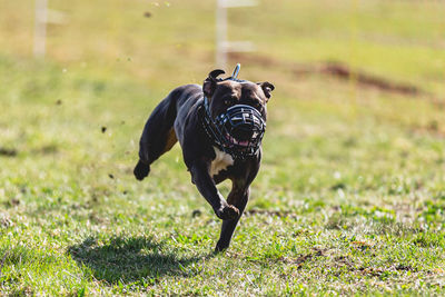 Dog running straight on camera and chasing coursing lure on green field