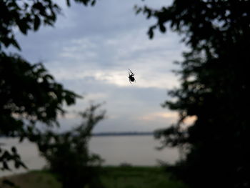 Silhouette of birds flying against the sky