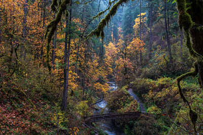 Trees in forest during autumn