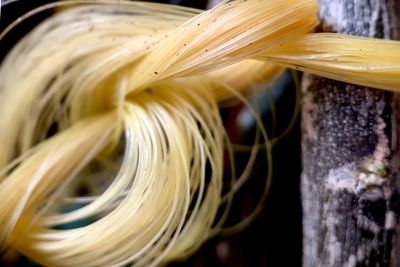 Close-up of ice cream on wood