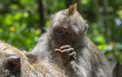 Close-up of monkeys against trees