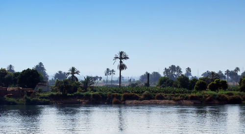 Coastline of the nile river. egypt nile cruise