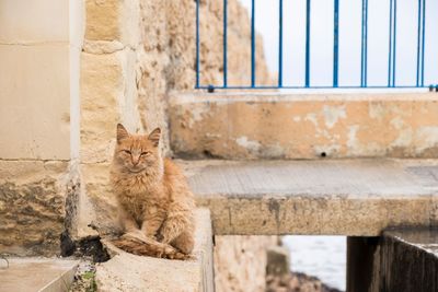 Portrait of cat sitting on retaining wall