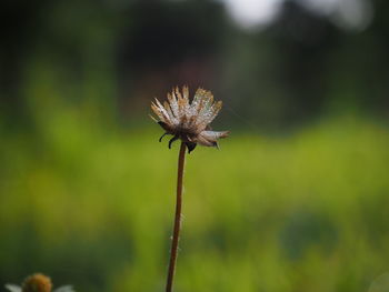 Close-up of wilted plant