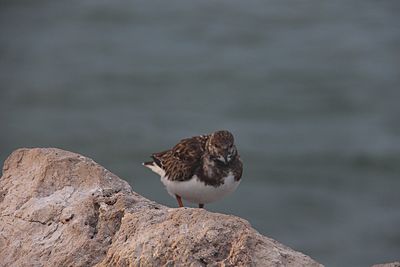 Close-up of bird perching on rock