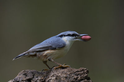 Close-up of bird perching on rock