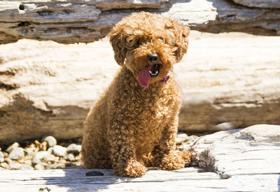 Portrait of dog on rock