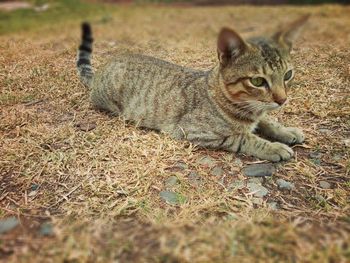 Portrait of cat relaxing on field