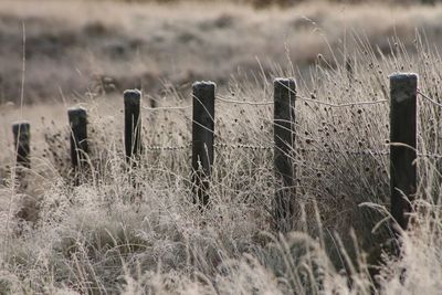 Thick morning frost on a fence line, lit by the low winter sun.