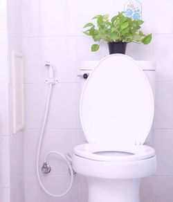 Close-up of toilet bowl and potted plant in bathroom