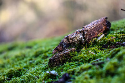 Close-up of moss growing on field