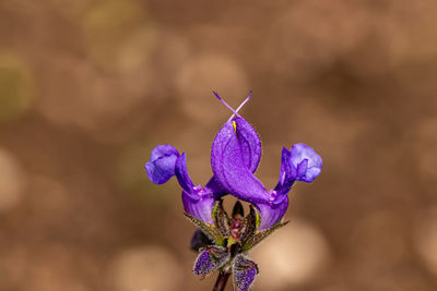 Close-up of purple flowering plant