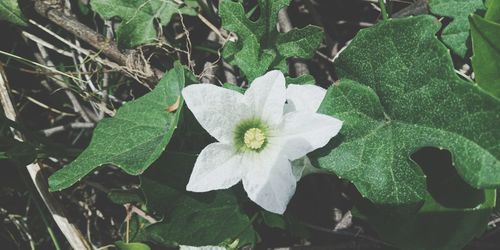 High angle view of flowering plant