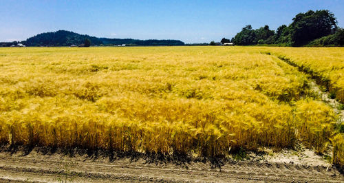 Scenic view of agricultural field against clear sky