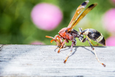 Close-up of wasp on wood