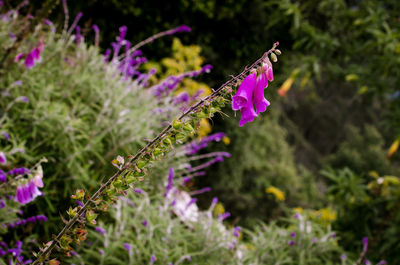 Close-up of butterfly on purple flowering plant