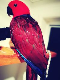 Close-up of parrot perching