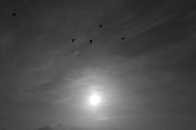 Low angle view of birds flying in sky