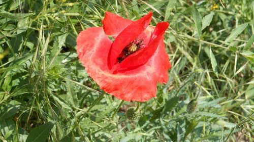 Close-up of red flowers